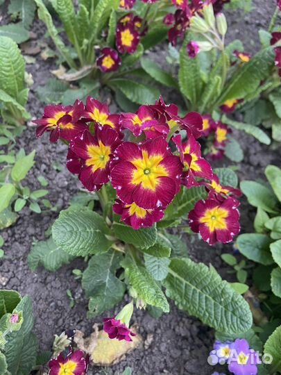 Цветы для сада