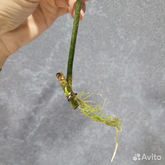 Филодендрон гитаровидный