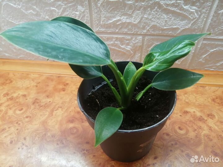 Филодендрон Биркин