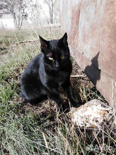 Котик ищет дом