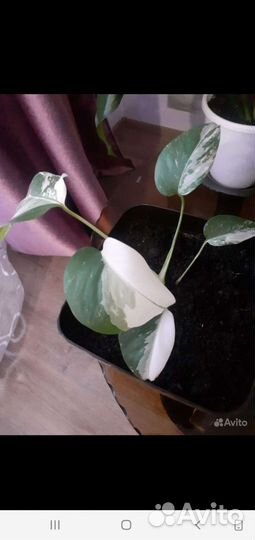 Комнатные цветы монстера альба. вариегатная