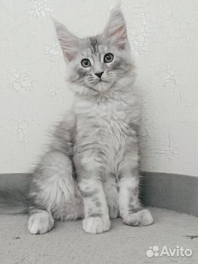 Котята мейн-кун
