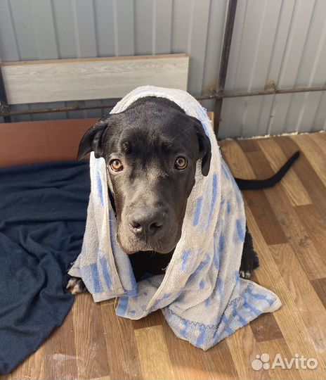 В добрые руки cane corso