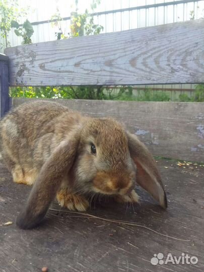 Кролики французский баран