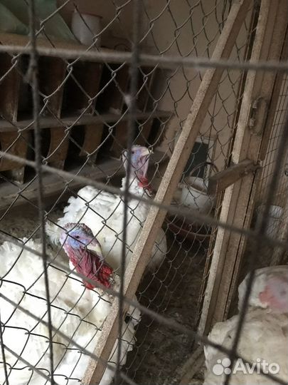 Мясо домашней индейки