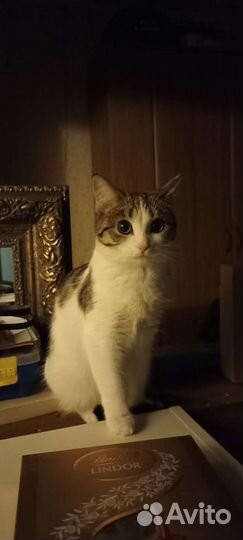 Кошка в дар