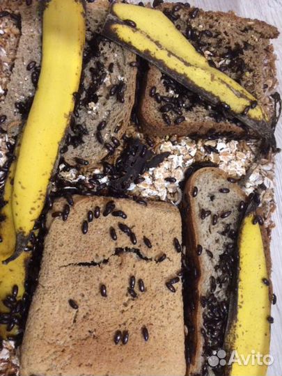 Жук знахарь