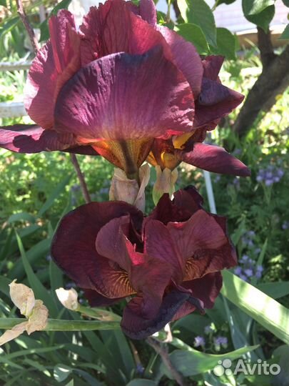 Ирис сортовой