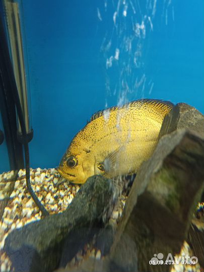 Рыбки цихлиды