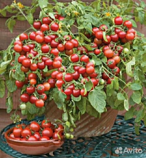 Рассада балконных томатов и др