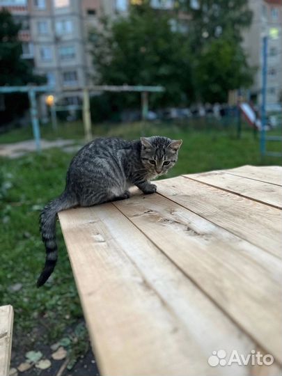 Девочка в добрые руки
