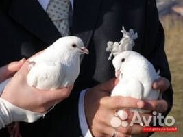 Белые голуби