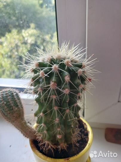 Кактусы и суккуленты