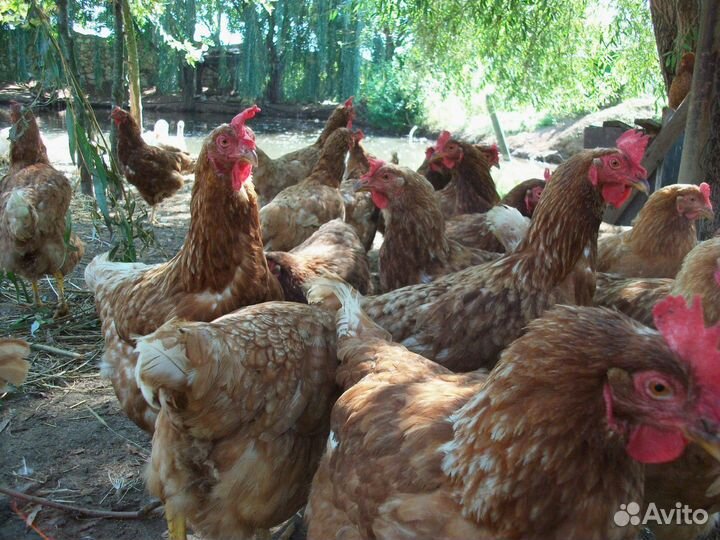 Курочки-несушки