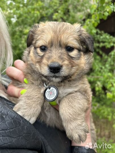 Щенок в добрые руки