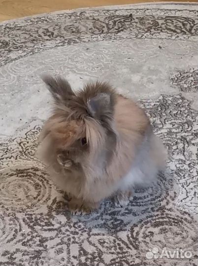 Кролик вязка