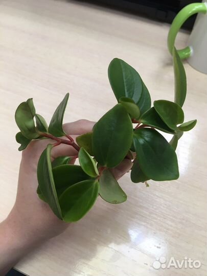 Пеперомия растение