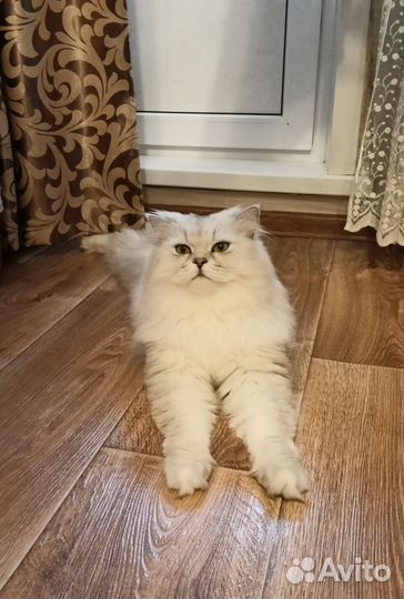 Шотландский кот вязка