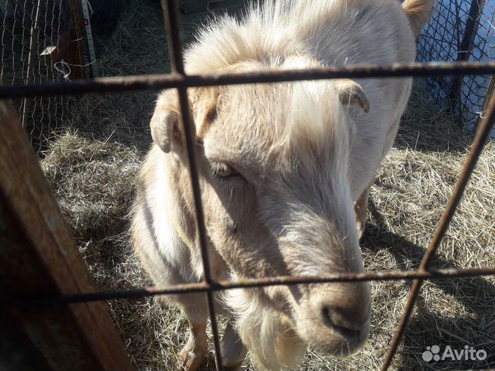 Вязка.Козел ламанча