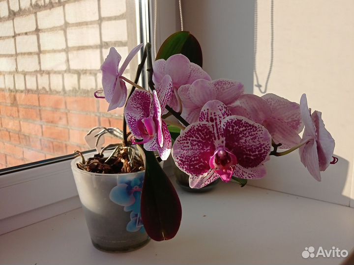 Орхидея фаленопсис