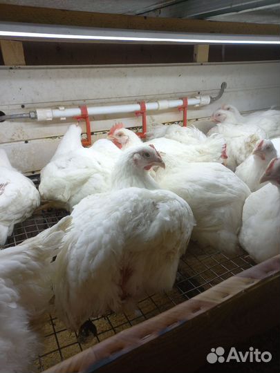 Цыплята бройлеры кобб 500