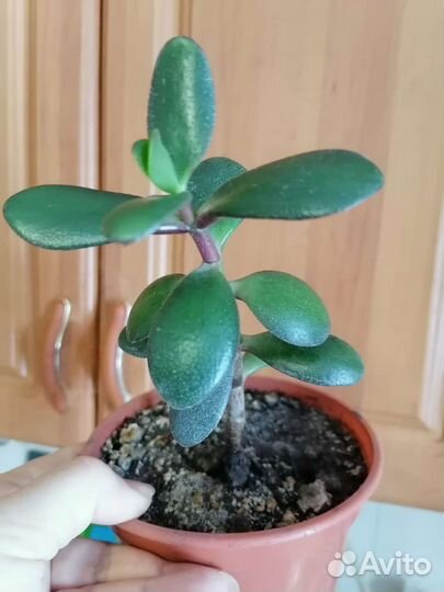 Толстянка, денежное дерево