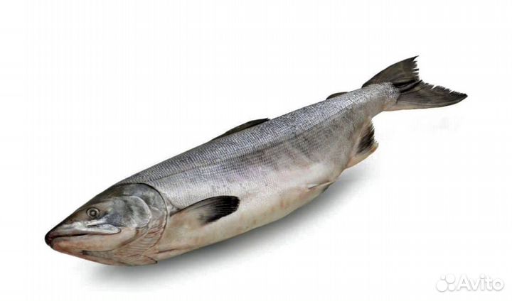 Горбуша целая Сахалин РФ