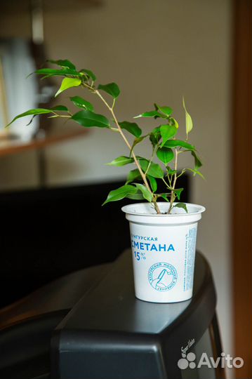 Фикусы Бенджамина