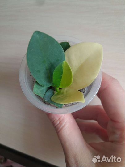 Фикус грин айсленд вар