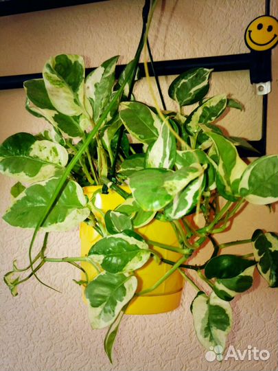 Эпипренум пестролистный