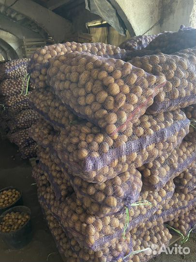 Картофель второй сорт коломбо