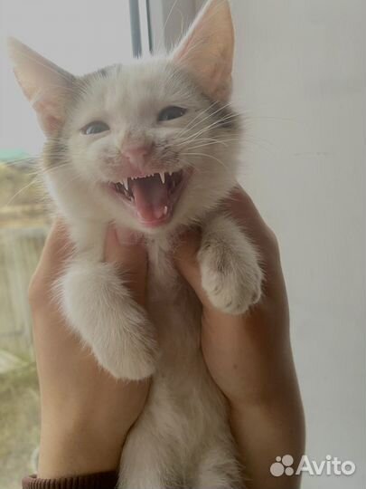 Котенок мальчик бесплатно