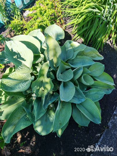 Хоста в ассортименте