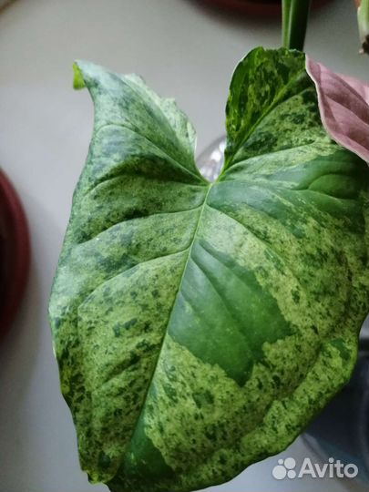 Сингониумы разные