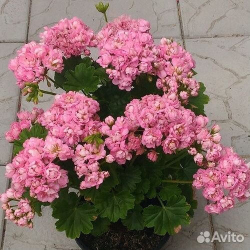 Пеларгония герань Anita