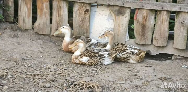 Утки башкиры