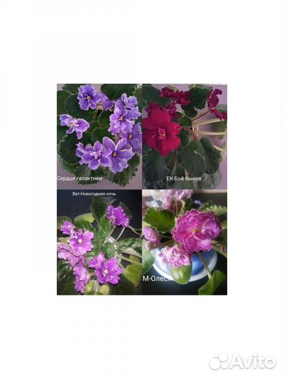 Сортовые фиалки