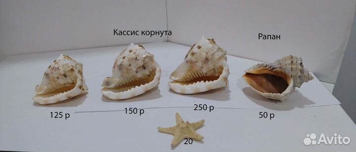 Морские ракушки раковины, звезды морсике