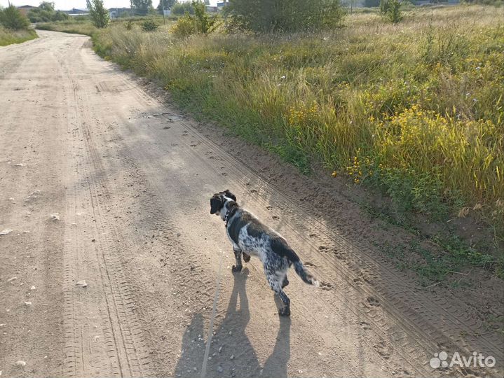 Курцхаар в добрые руки молодой кобель