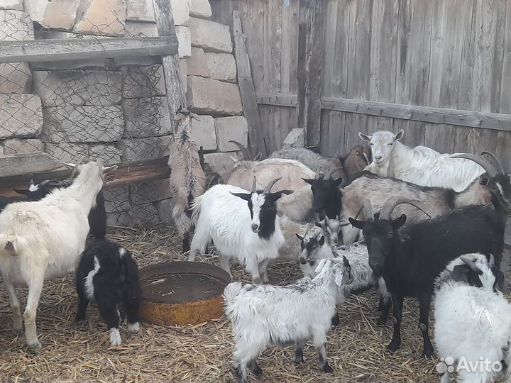 Домашние козы и козлята, продажа