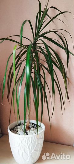 Пальма драцена
