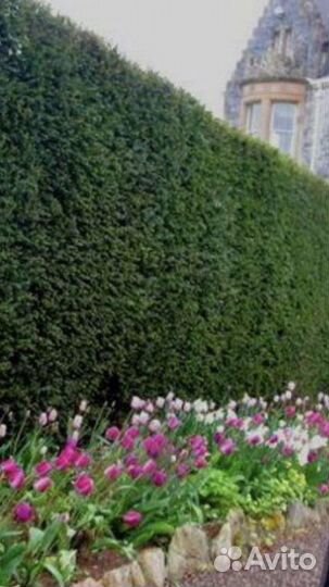 Тис Ягодный