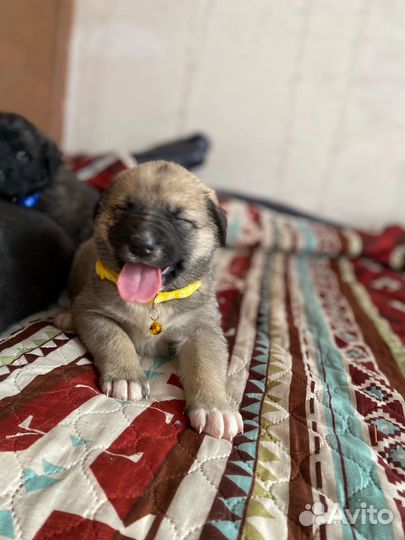 Домашние животные