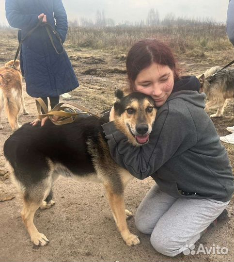 Собака бесплатно