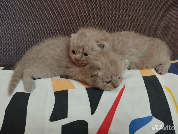 Лиловые мальчик и девочка