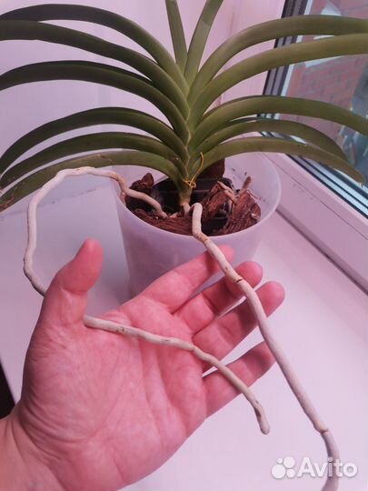 Орхидея Ванда