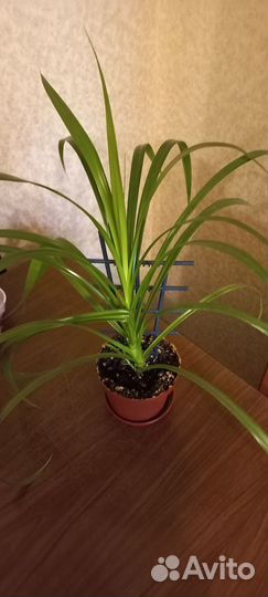 Панданус или винтовая пальма