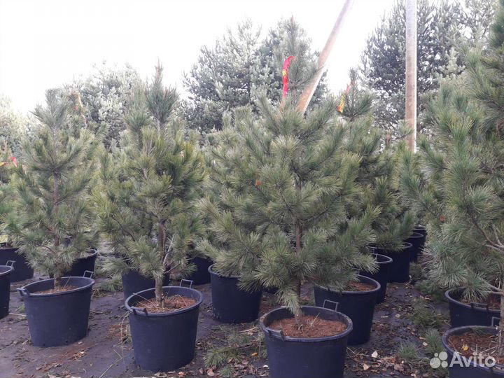 Кедр сибирский