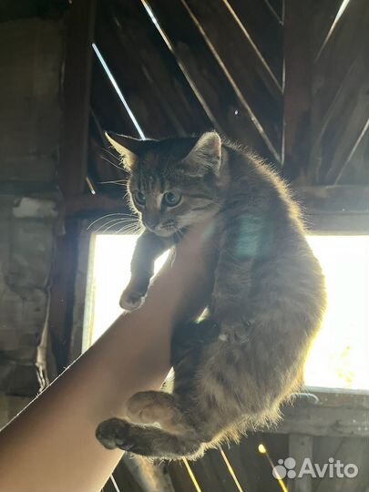 Отдам в добрые руки котята