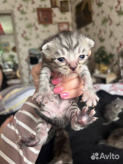 Котята от вислоухой мамы